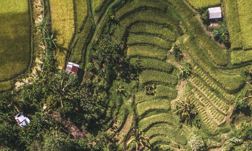 Tropical farmland - birdseye view